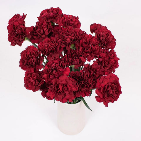 Burgundy Carnation Flower Bunch in Vase