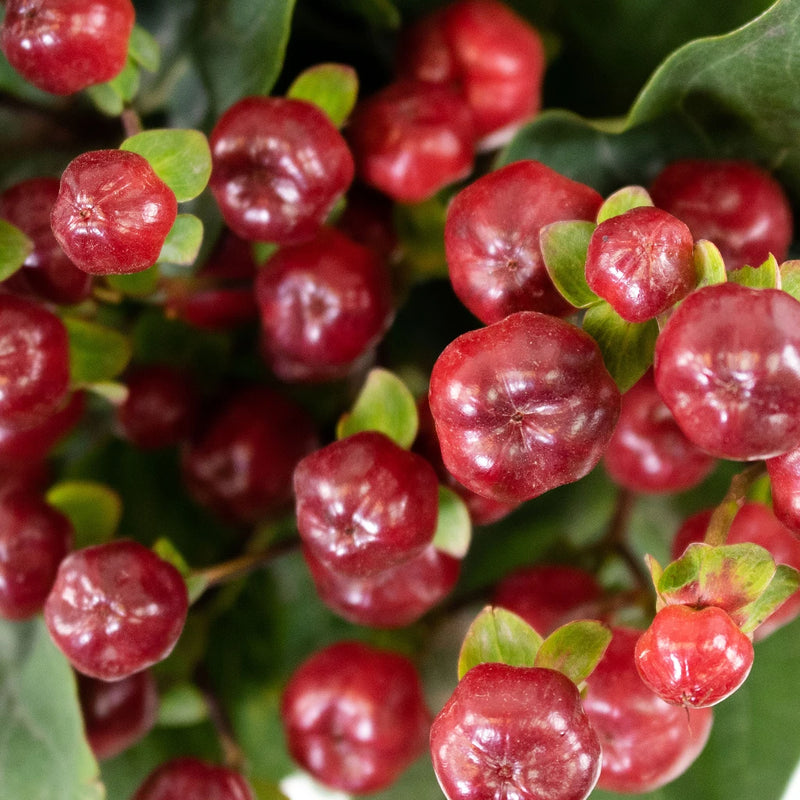 Burgundy Hypericum Berries Flower Up Close