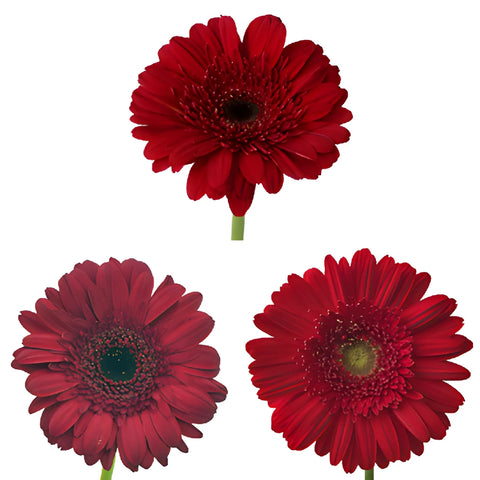 Gerbera Daisy Burgundy Standard Wholesale Flower Blooms