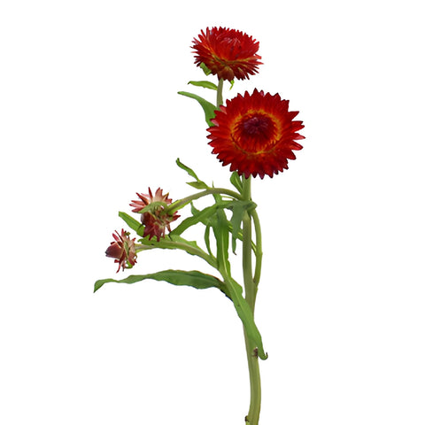 Burgundy Red Fresh Cut Strawflower