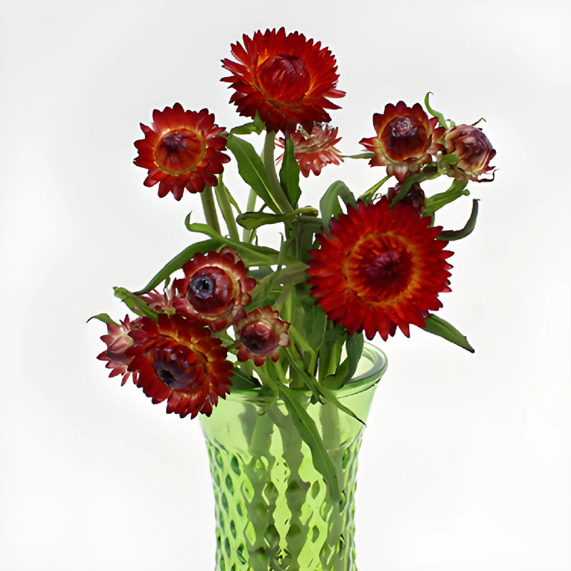 Burgundy Red Fresh Cut Strawflower