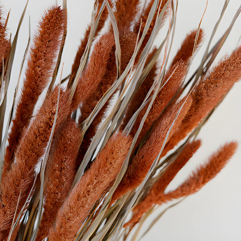 Burnt Orange Dried Foxtail Grass