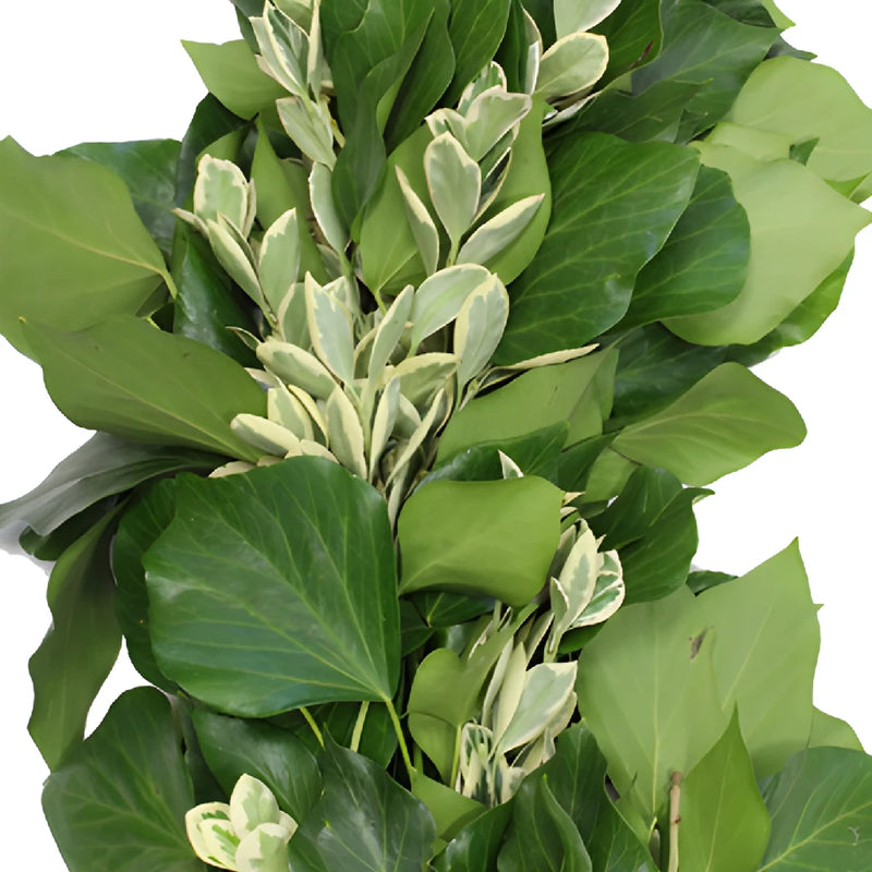 Bush Ivy and Euonymus Greens Garland
