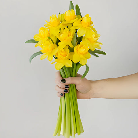 Butter Yellow Daffodil Flowers