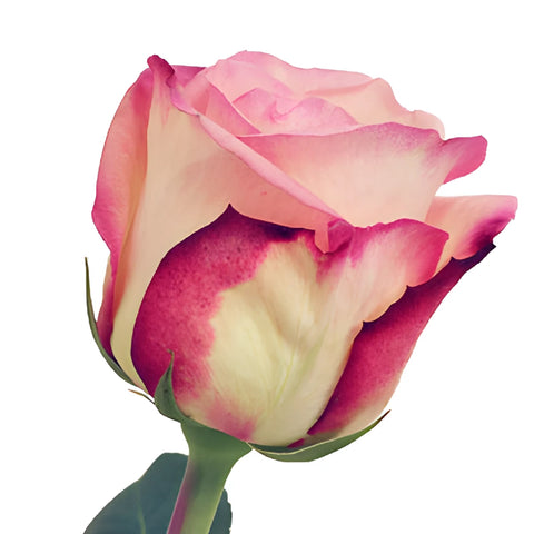 Butterfly Pink Rose
