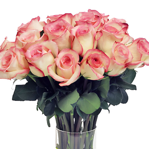 Butterfly Pink Rose