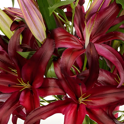 Cabernet Red Oriental Lily