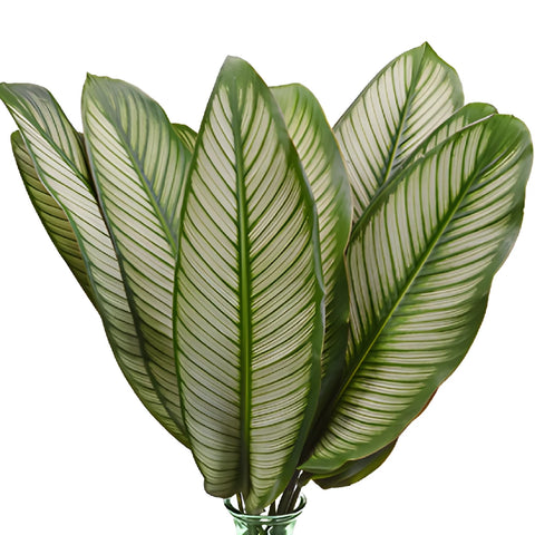 Calathea Leaves Tropical Greenery