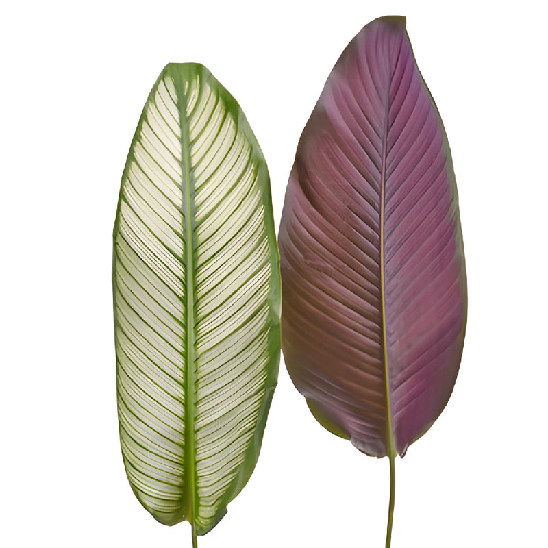 Calathea Leaves Tropical Greenery