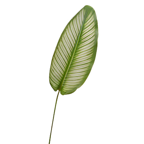 Calathea Leaves Tropical Greenery