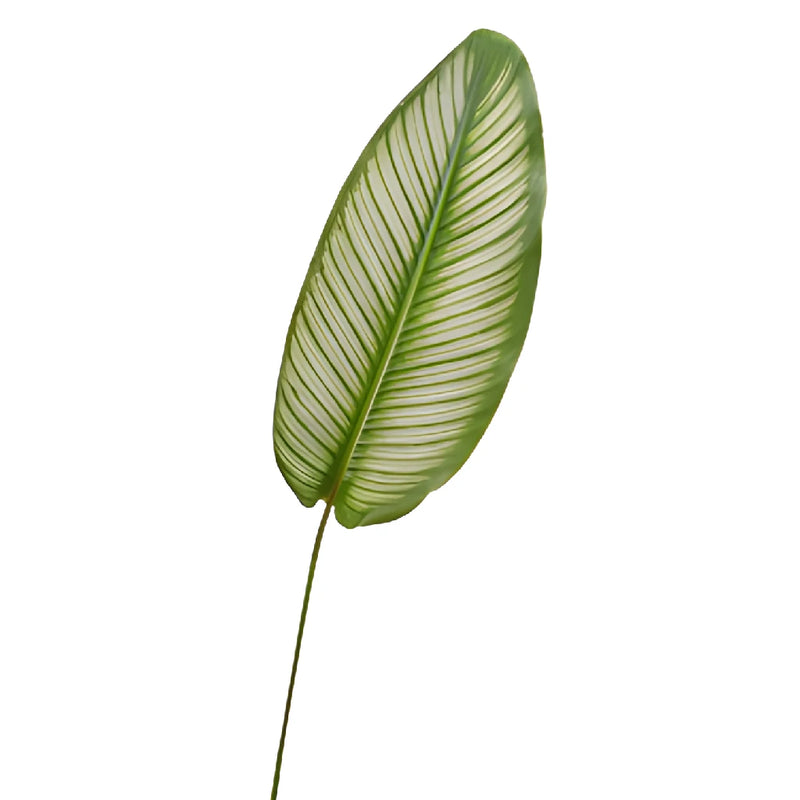 Calathea Leaves Tropical Greenery