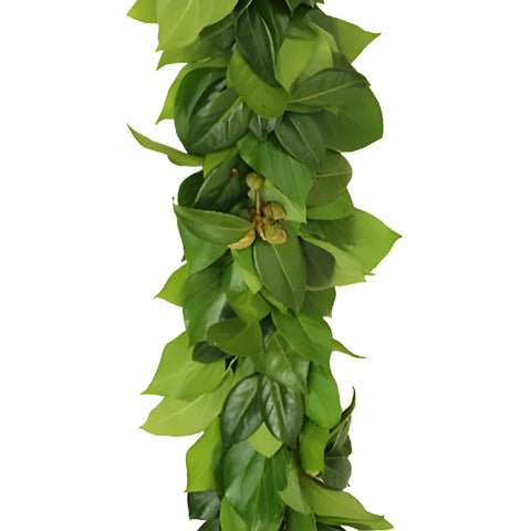 Camellia Greens Garland