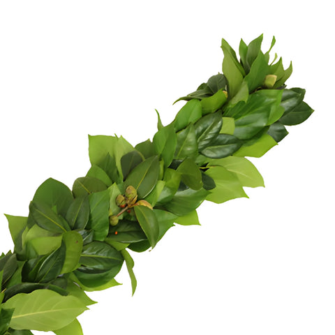 Camellia Greens Garland