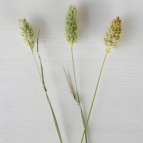 Wedding greenery canary wholesale bulk filler flowers sold near me