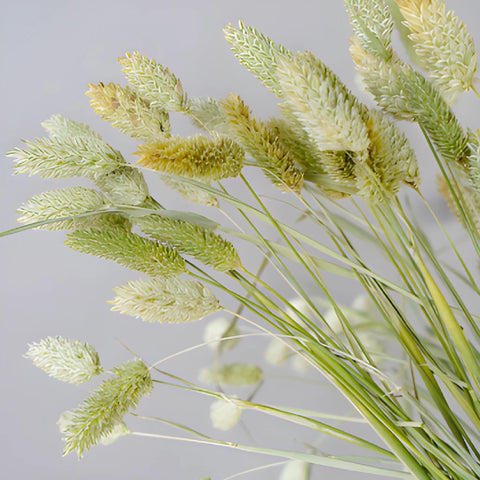 Canary Grass Wholesale Greenery