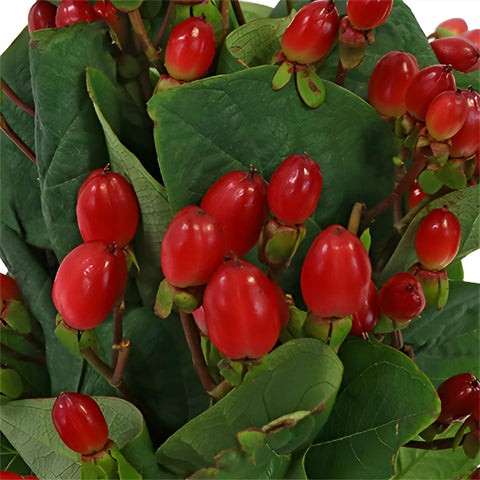 Candy Apple Hypericum Berries