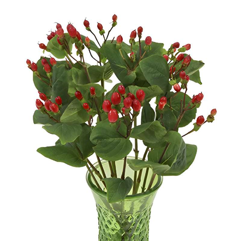 Candy Apple Hypericum Berries