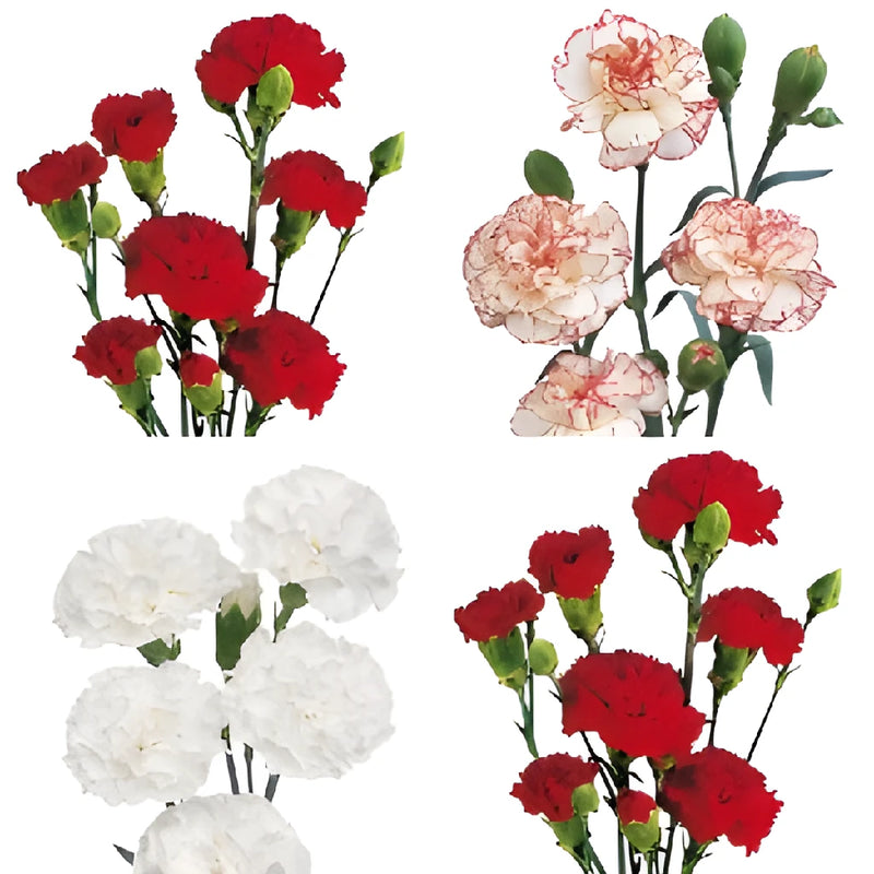 Candy Cane Mini Carnation Flowers