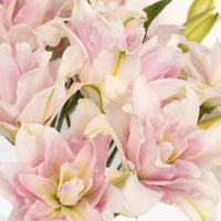 Candy Ice Double Bloom Lily Close Up - Image