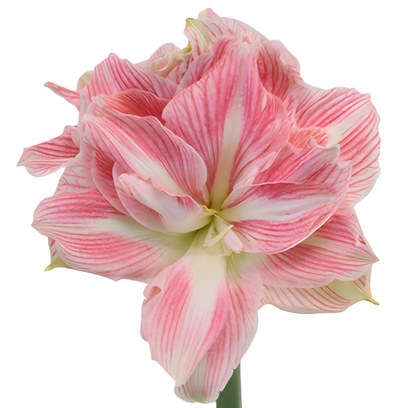 Candy Pink Amaryllis Flowers