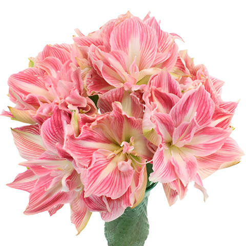 Candy Pink Amaryllis Flowers