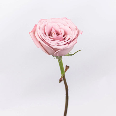 Mocha Lavender Mauve Rose Stem