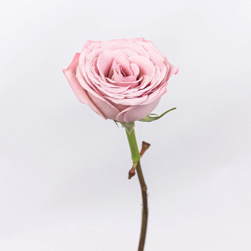 Mocha Lavender Mauve Rose Stem