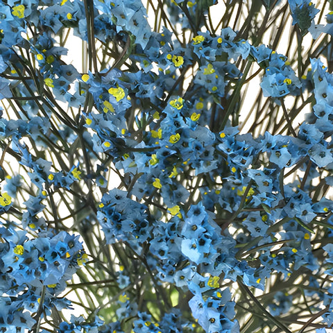 Capri Blue Airbrushed Limonium Flowers