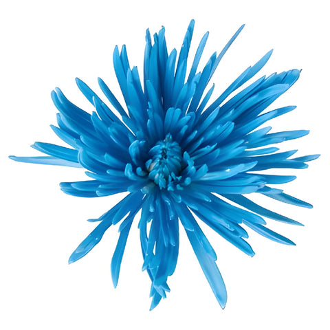 Caribbean Blue Airbrushed Spider Mum Flowers