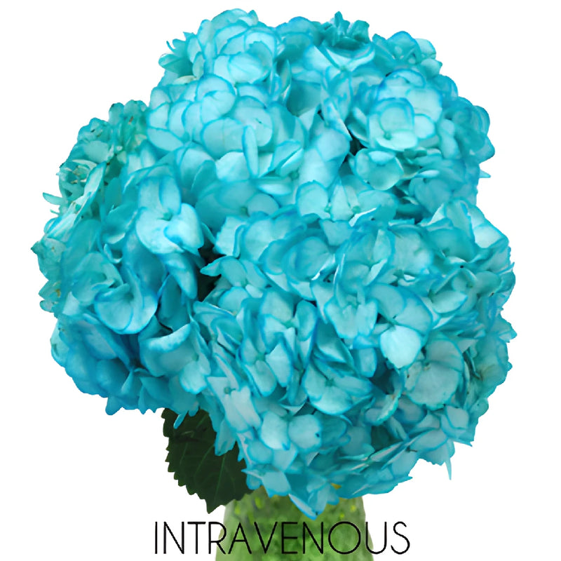 Caribbean Blue Enhanced Hydrangea in a Bunch