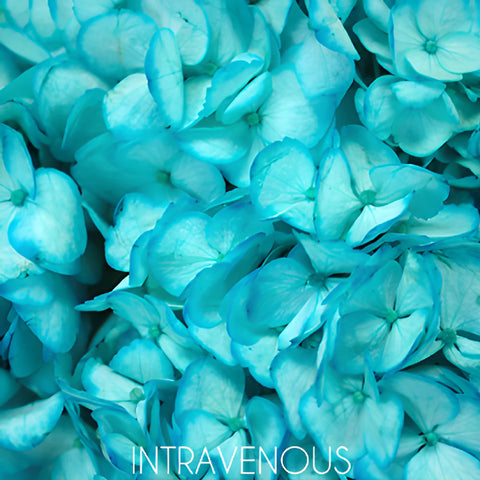 Caribbean Blue Tinted Hydrangea Flower