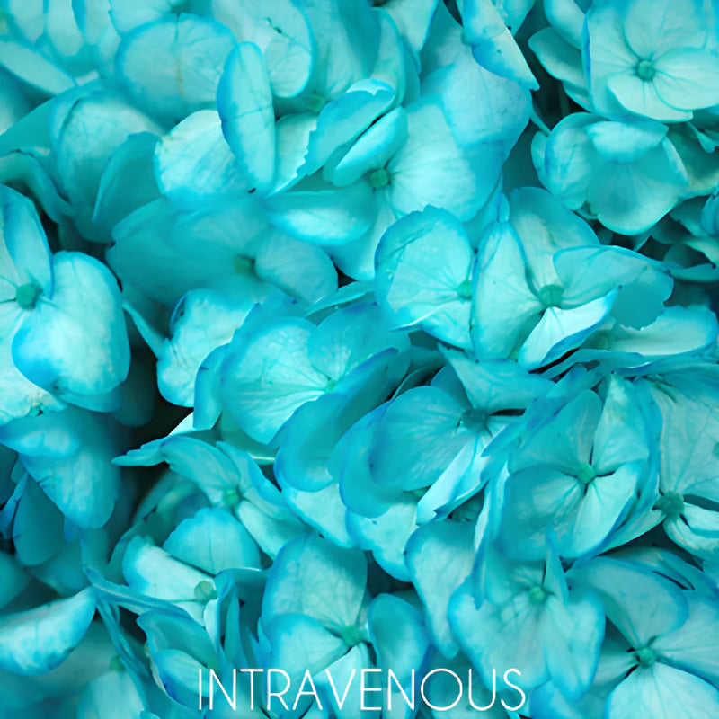 Caribbean Blue Tinted Hydrangea Flower