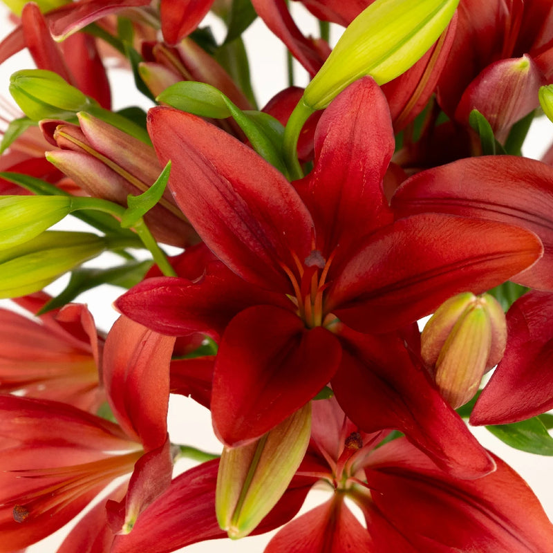 Carmina Red Hybrid Lily Close Up - Image