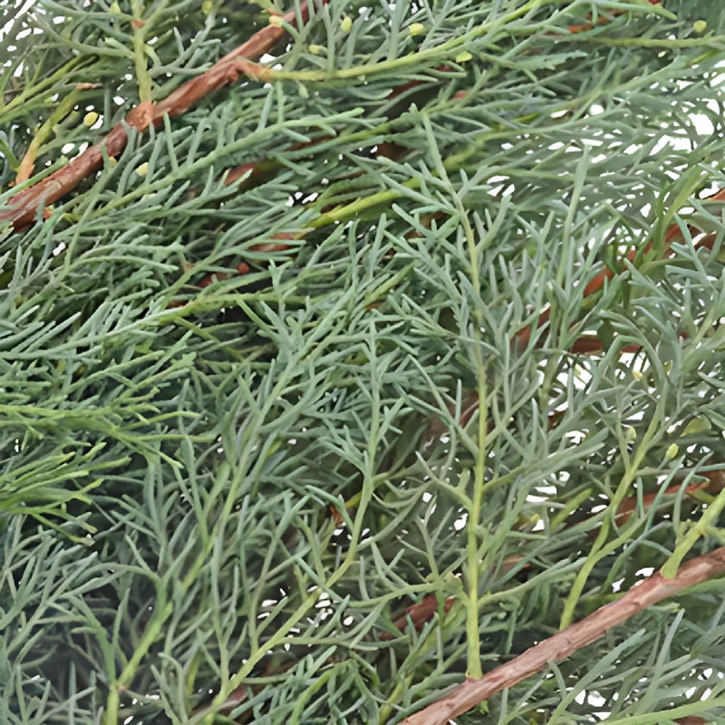 Carolina Sapphire Cypress Greenery