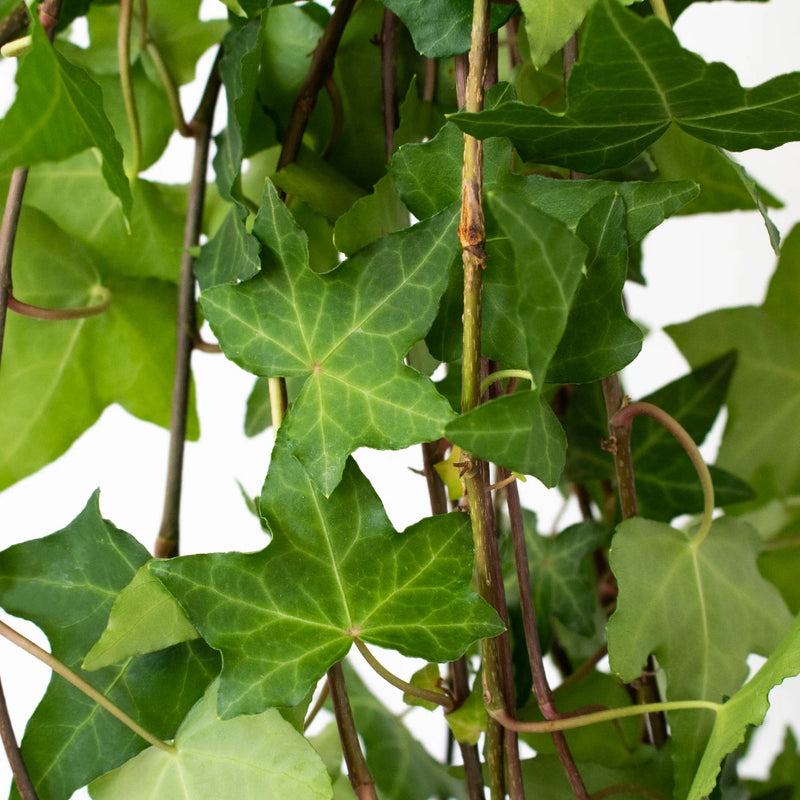 Cascading Green Ivy Greenery Up Close