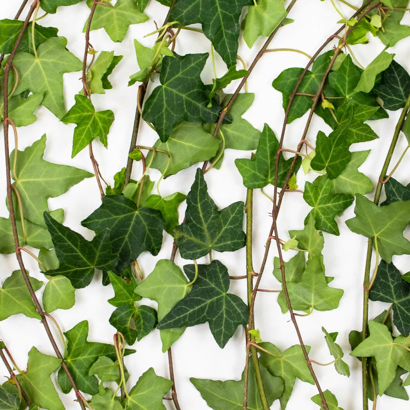 Cascading Green Ivy Greenery Flat Lay