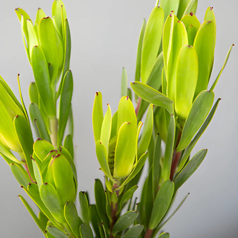 Chameleon Fresh Cut Leucadendron
