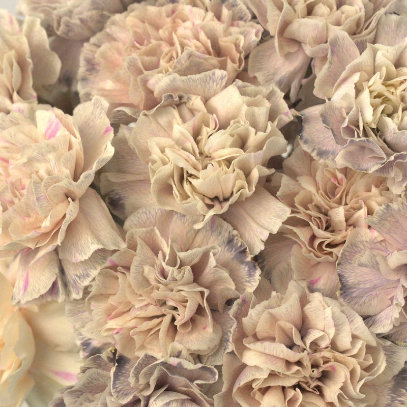 Knock Close Up - Image
