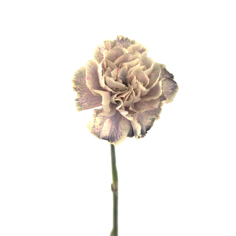 Knock Stem - Image