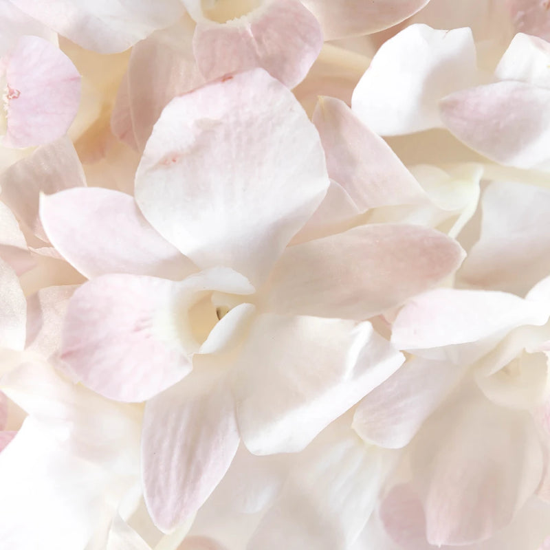 Chanel Blush Loose Orchid Blooms Hand - Image