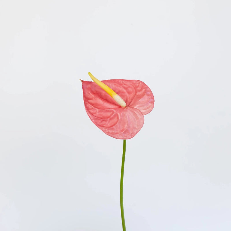 Anthurium Bubblegum Pink Tropical Flower Stem - Image