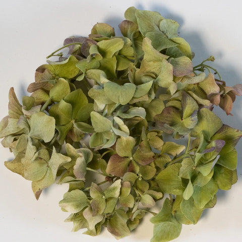 Chartreuse Dried Hydrangea Petals Stem - Image