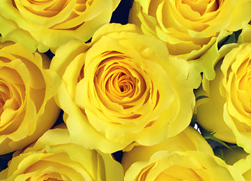 Cheery Yellow Rose