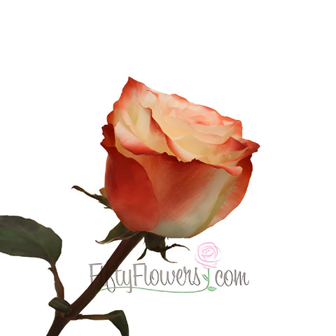 Cherries and Cream Farfalla Rose
