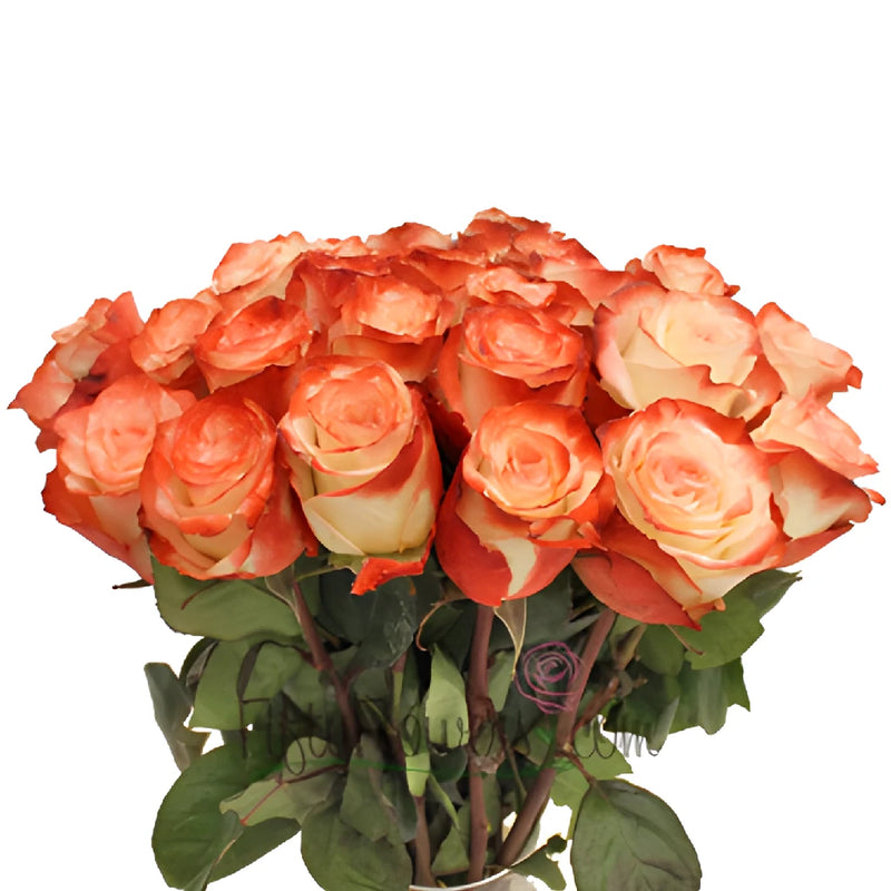 Cherries and Cream Farfalla Rose