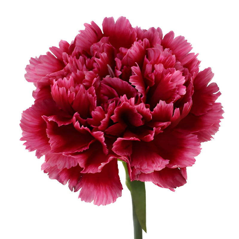 Cherries in the Snow Carnation Stem