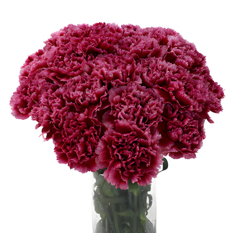 Cherries in the Snow Carnation Flowers In a vase