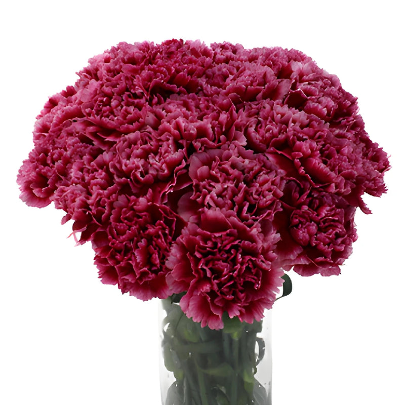 Cherries in the Snow Carnation Flowers In a vase