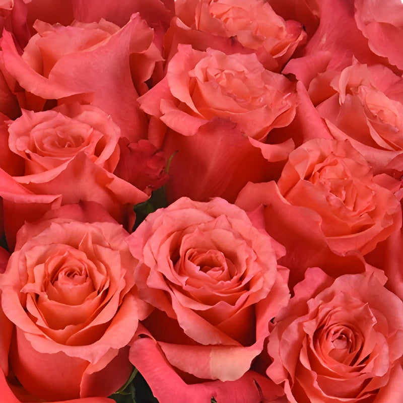 Cherry Coral Rose