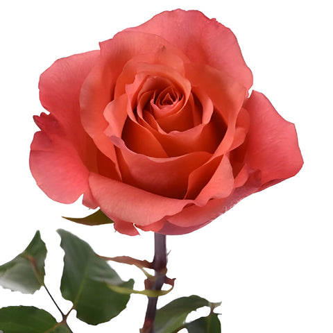 Cherry Coral Rose